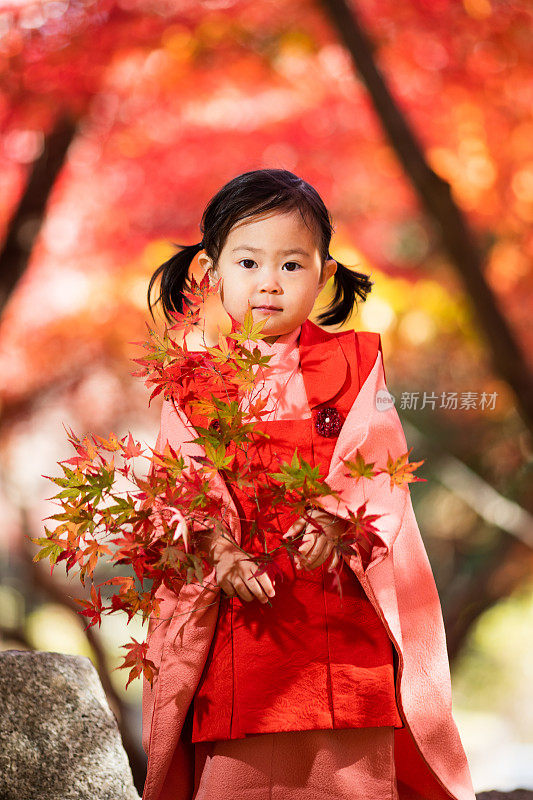 Cute Japanese girl in Kimono in Autumn nature 七五三